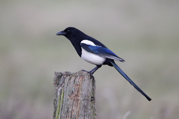 Fototapeta premium Magpie, Pica pica