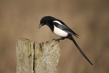 Magpie, Pica pica
