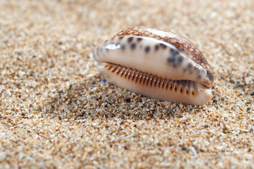Shell and sand