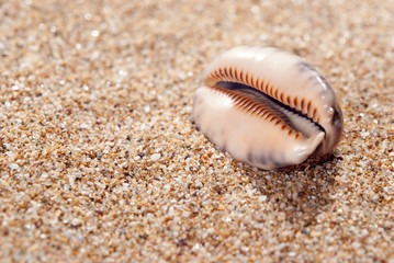 Shell and sand