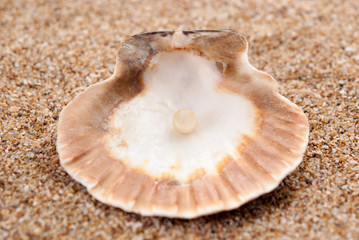 Obraz na płótnie Canvas Sea pearl in shells on sand