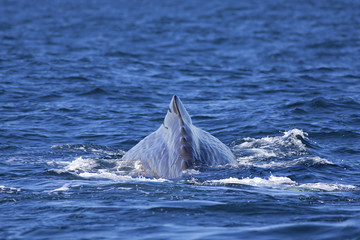 Whale tail