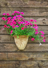 Flower pot on a brown wooden wall