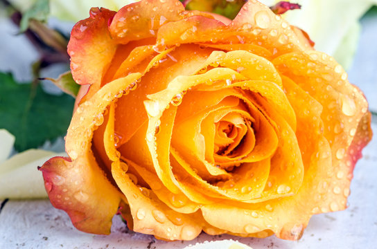 Sch&ouml;ne, gelbe Rose mit Wassertropfen