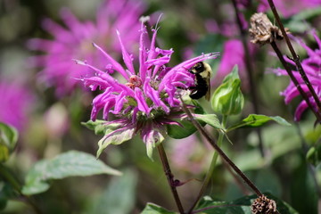 purple flowers