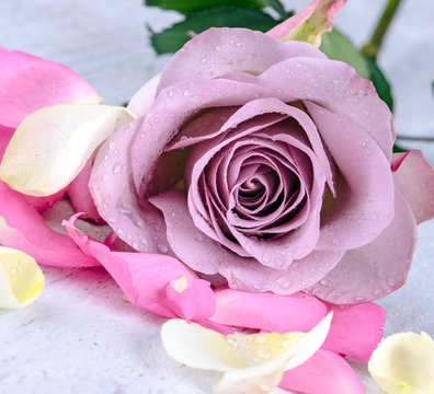 Romantik: Sch&ouml;ne, violette Rose