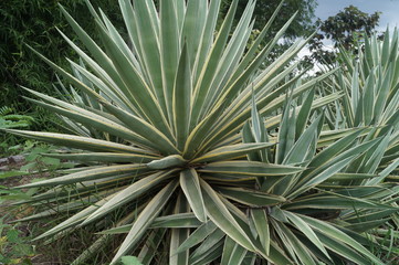 Fototapeta premium green shape leave plants
