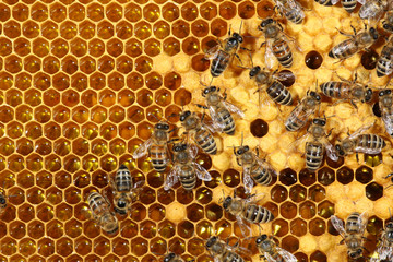 Close up view of the working bees on honeycomb