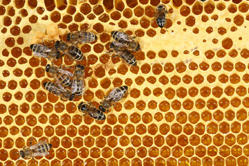 Close up view of the working bees on honeycomb