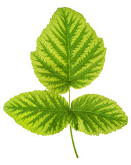 Iron deficiency in raspberry leaf, chlorosis, isolated