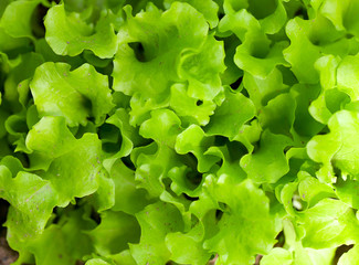 lettuce growing