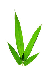 Bamboo leaves isolated on white background
