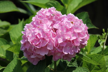 pink hydrangea