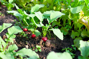 growing radish