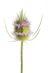 Wilde Karde (Dipsacus silvestris) - Einzelne Kardenblüte