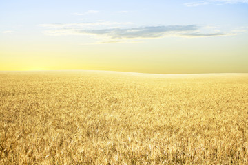 Yellow wheat on the slopes in the morning