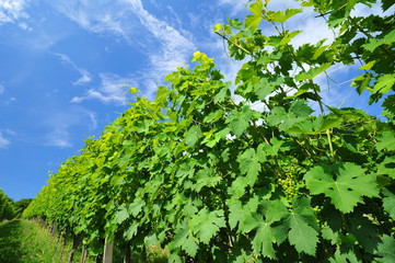 Picture of winery garden, blue sky, beautiful agricultural