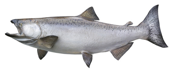 Big chinook or king salmon isolated on white