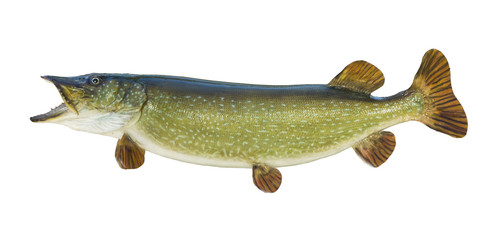 Northern Pike isolated on white