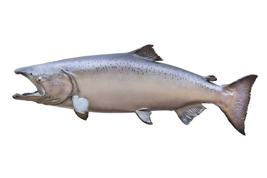 Big King or Chinook salmon isolated on white