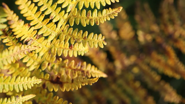 Autumn fern