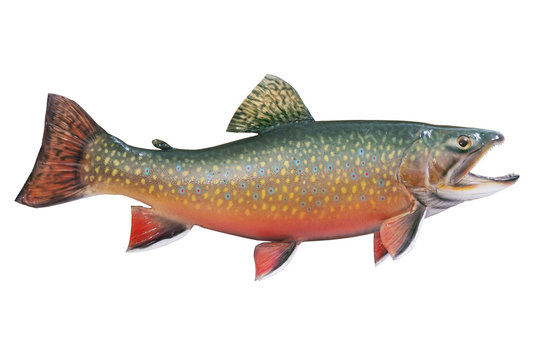Male brook or speckled trout in spawning colors isolated on whit