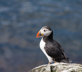 Fototapeta premium Views around the Farne Islands 