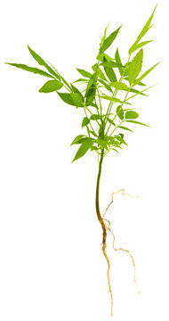 plant d'&eacute;vi, Spondias dulcis