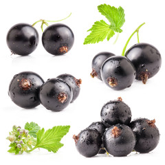 Collections of Black currant isolated on white background - obrazy, fototapety, plakaty