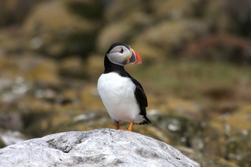 Fototapeta premium Views around the Farne Islands 