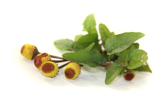 frische gelb-braune Parakresse