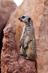 Fototapeta premium Meerkat