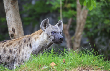 Spotted Hyena in the wild 