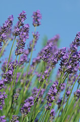 Lavendel