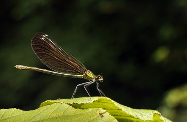 Green damselfly at rest - habitat, zygoptera