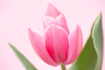 Naklejka premium チューリップ