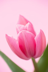 Naklejka premium チューリップ