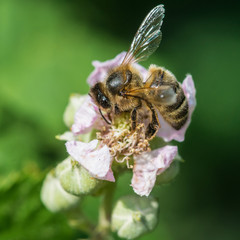 Brambling Bee