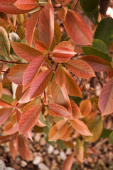 Photinia