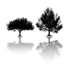 Trees siluete