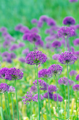 Obraz premium Close up of the flowers of some allium with butterfly
