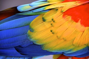 Obraz premium bird