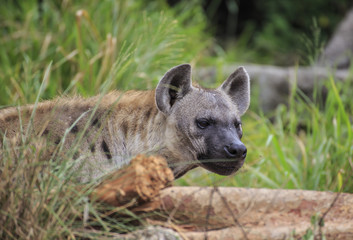 Spotted Hyena in the wild 
