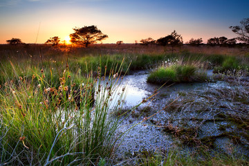 summer sunset over swamp