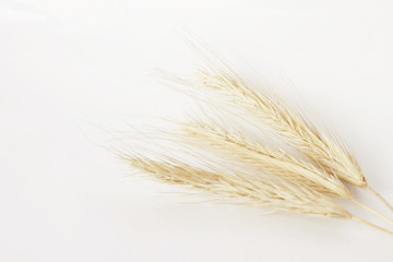 wheat ears