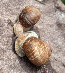 love snail close-up in nature