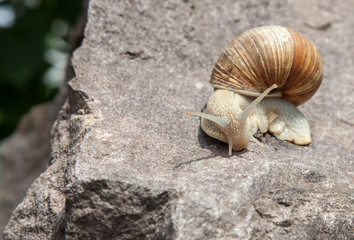lonely snail on stone close-up in nature