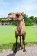 Closeup portrait of camel