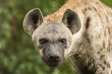 Tuinposter Gevlekte hyena& 39 s in het wild © rtrujira