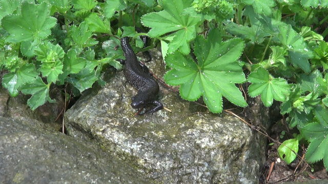Great Crested Newt (Triturus cristatus) on stone after rain